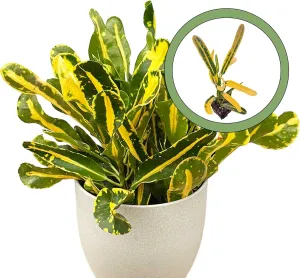 Banana Croton Starter Plant