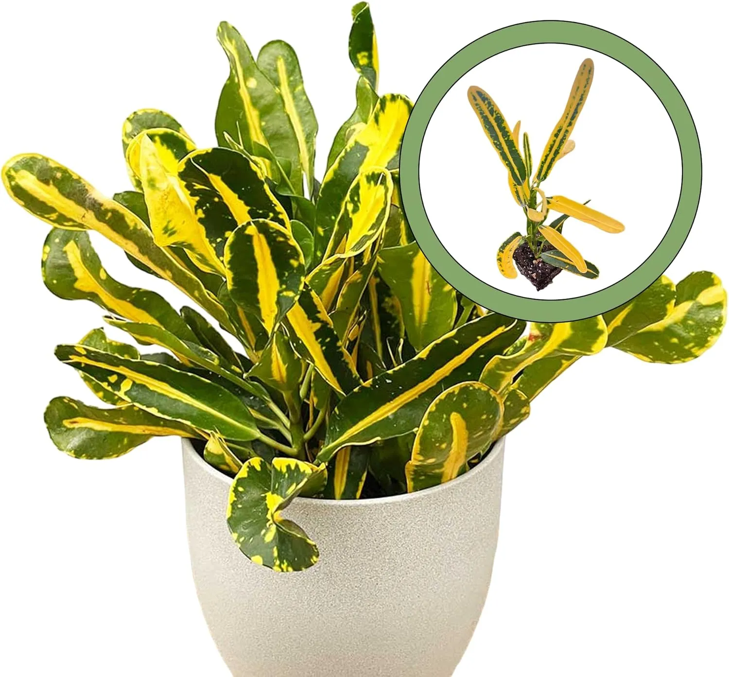 Banana Croton Starter Plant