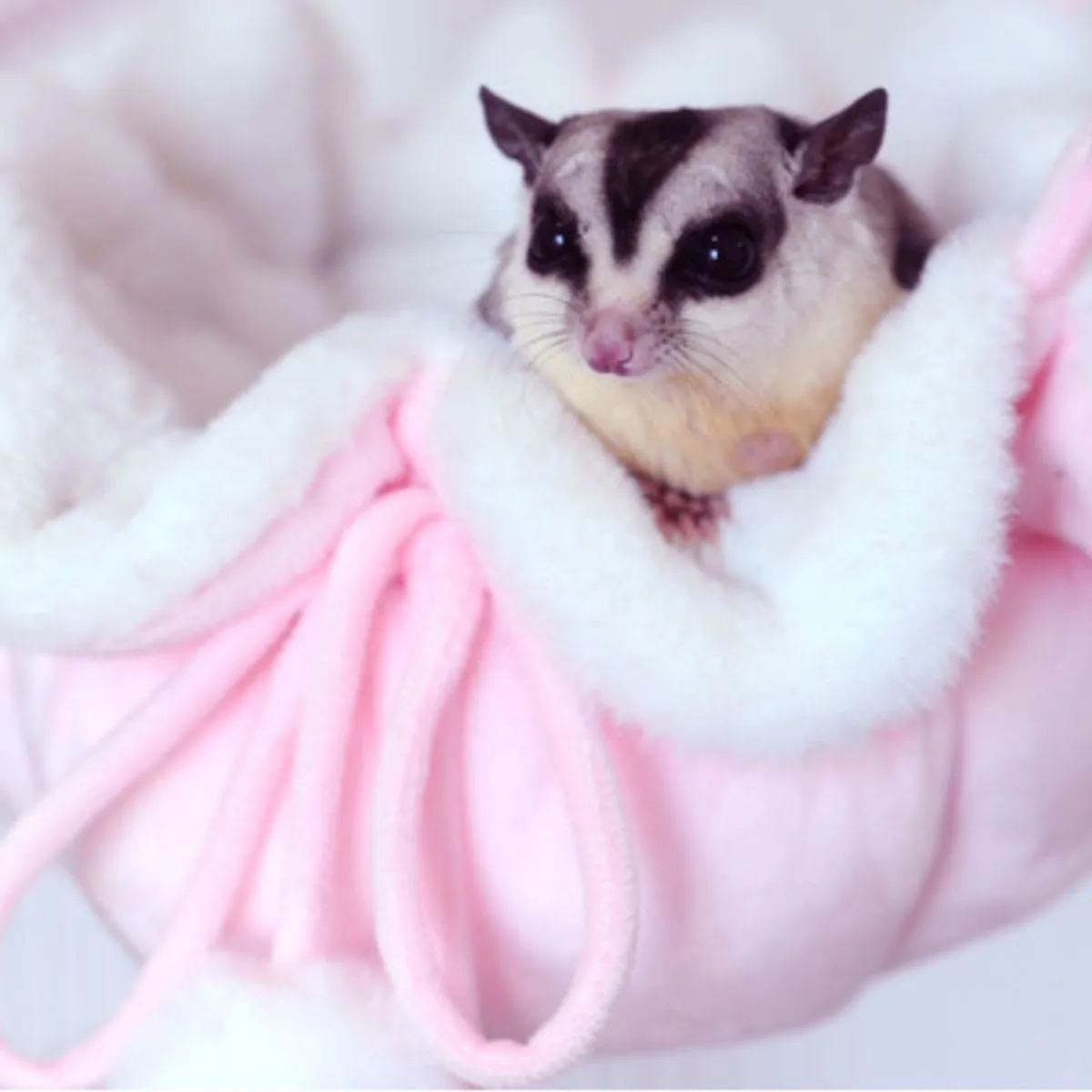 Hanging Hammock Nap Sack Swing Bag Pet Sleeper for Ferret Rat Sugar Glider and Other Small Animals (Blue,Small)
