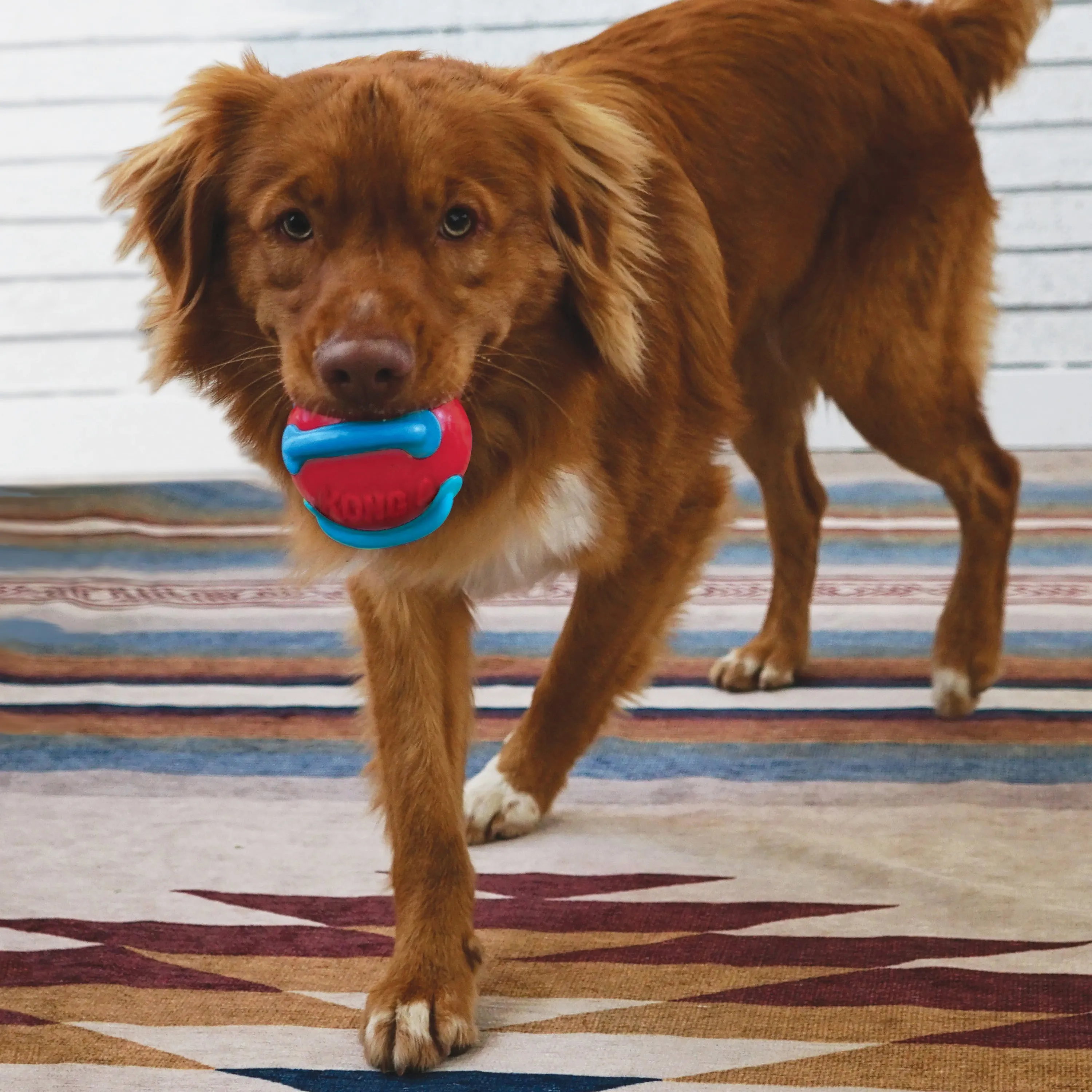 Jaxx Brights Tug with Ball Dog Toy - Medium